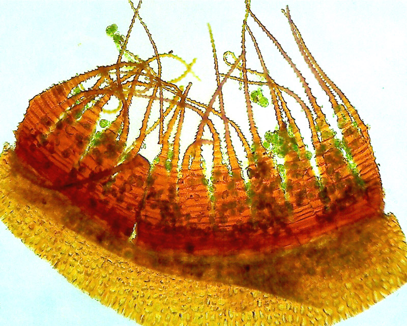 Fissidens dubius
